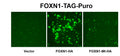 FOXN1 Reporter Lentivirus – Figure 1 of 4