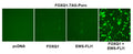 FOXQ1 Reporter Lentivirus – Figure 1 of 7