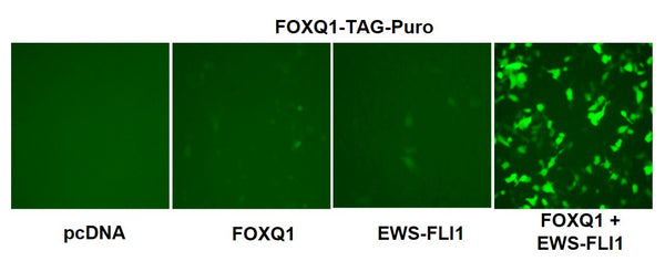 FOXQ1 Reporter Lentivirus – Figure 1 of 7