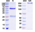 SDS-PAGE for Anti-CH1&CH2/Allergen Fel d I-A&B Antibody (SAA0615).