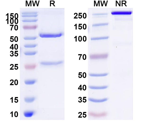 Anti-Feline Allergen Fel d 1 Reference Antibody (REGN1909) – Figure 1 of 1