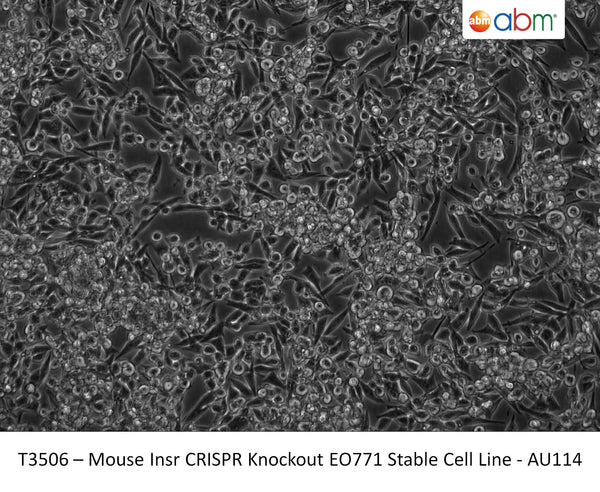 Insr CRISPR Knockout EO771 Stable Cell Line - AU114 | Applied Biological Materials (abm)