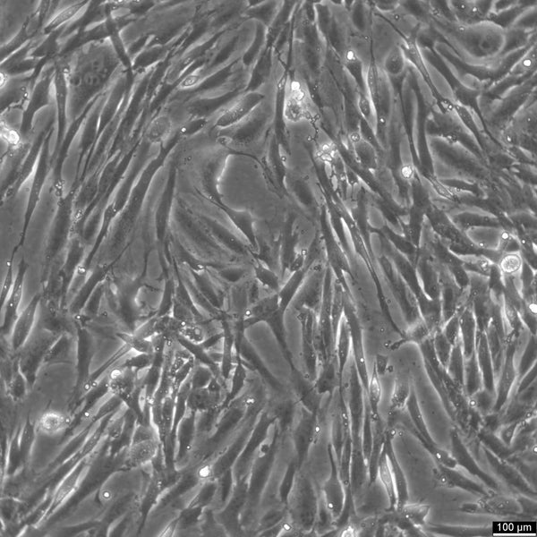 FRhK-4 cell