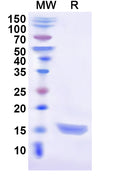 Recombinant Cat CD279/PDCD1/PD1 Protein, N-His