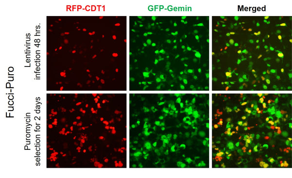 Cell Cycle Reporter Lentivirus – Figure 1 of 3