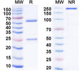 SDS-PAGE for Feline IgG1 Isotype Control antibody (HyHEL-10)