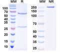 SDS-PAGE for InVivoMAb Anti-Cat IL31 Antibody (Iv0212).