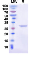 Recombinant Cat CD274/PD-L1/B7-H1 Protein, N-His