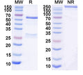 SDS-PAGE for Feline IgG2, kappa Isotype Control antibody (HyHEL-10)
