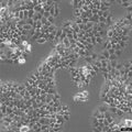 FaDu cell