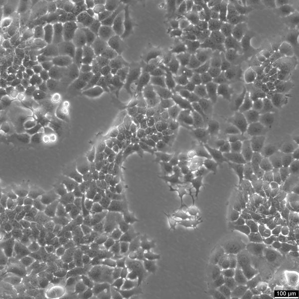 FaDu cell