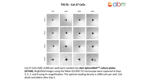 Cal-27 Cells – Figure 1 of 1