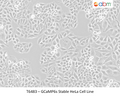 GCaMP6s Stable HeLa Cell Line | Applied Biological Materials (abm)