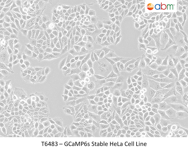 GCaMP6s Stable HeLa Cell Line | Applied Biological Materials (abm)