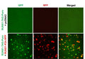 RUNX1 Reporter Lentivirus – Figure 1 of 7