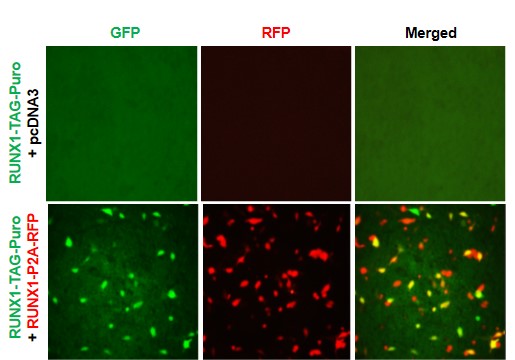 RUNX1 Reporter Lentivirus – Figure 1 of 7