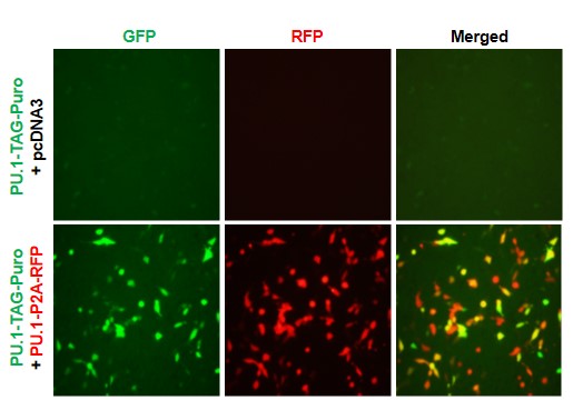 PU.1 Reporter Lentivirus – Figure 1 of 7