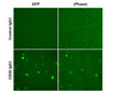 CD32A/NFAT Reporter Lentivirus (ADCP Assay) – Figure 1 of 3