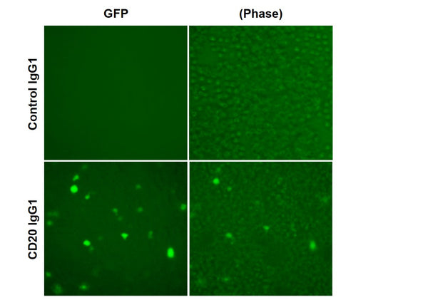 CD32A/NFAT Reporter Lentivirus (ADCP Assay) – Figure 1 of 3