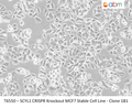 SCYL1 CRISPR Knockout MCF7 Stable Cell Line - Clone 1B1 | Applied Biological Materials (abm)