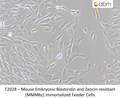 Mouse Embryonic Blasticidin and Zeocin-resistant (MMMbz) Immortalized Feeder Cells – Figure 1 of 1