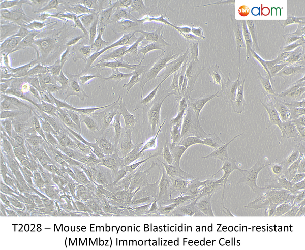 Mouse Embryonic Blasticidin and Zeocin-resistant (MMMbz) Immortalized Feeder Cells – Figure 1 of 1