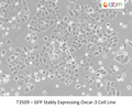 GFP Stably Expressing Ovcar-3 Cell Line | Applied Biological Materials (abm)