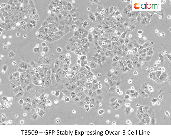 GFP Stably Expressing Ovcar-3 Cell Line | Applied Biological Materials (abm)