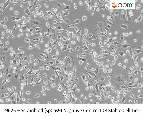 Scrambled (spCas9) Negative Control  ID8 Cell Line – Figure 1 of 1