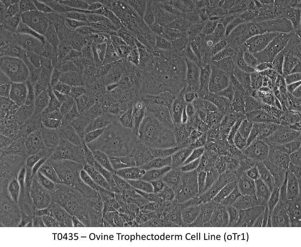 Ovine Trophectoderm Cell Line (oTr1) | Applied Biological Materials (abm)