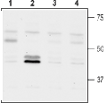 GNF 5837 – Figure 1 of 2