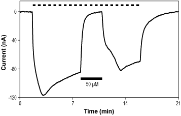 GYKI 53655 hydrochloride – Figure 1 of 2