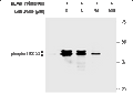 GW-2580 – Figure 1 of 3