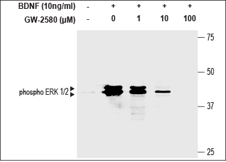 GW-2580 – Figure 1 of 3