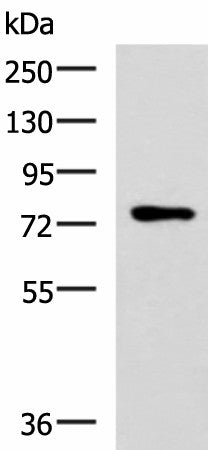 L3MBTL2 Polyclonal Antibody – Figure 1 of 3
