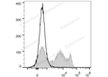 FITC Anti-Rat CD8a Antibody[OX-8] – Figure 1 of 2
