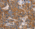 APLNR Polyclonal Antibody – Figure 1 of 3