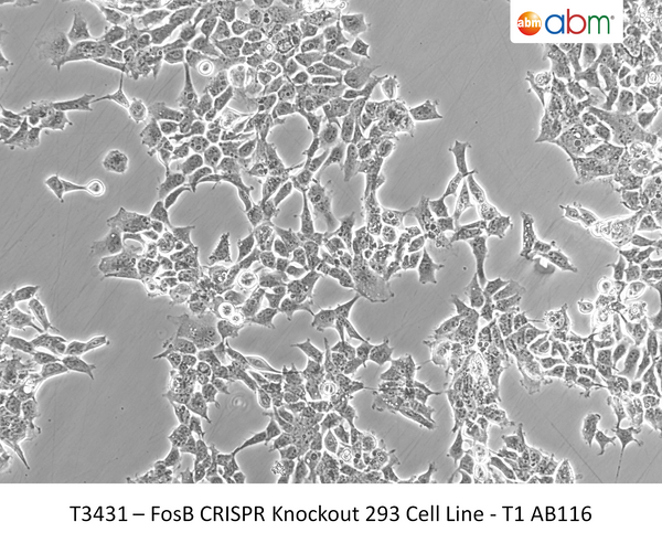 FosB CRISPR Knockout 293 Cell Line - T1 AB116 | Applied Biological Materials (abm)