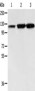 HSP105 Polyclonal Antibody – Figure 1 of 2