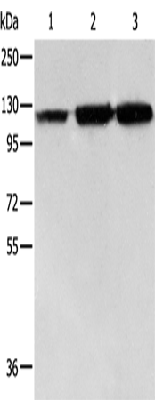 HSP105 Polyclonal Antibody – Figure 1 of 2