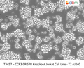 CCR3 CRISPR Knockout Jurkat Cell Line - T2 AJ240 | Applied Biological Materials (abm)