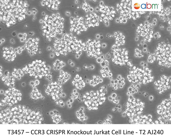 CCR3 CRISPR Knockout Jurkat Cell Line - T2 AJ240 | Applied Biological Materials (abm)