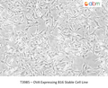 OVA Expressing B16 Stable Cell Line – Figure 1 of 1