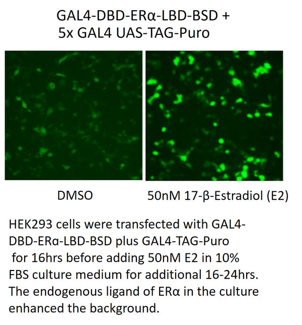 GAL4-DBD-ERα-LBD-BSD – Figure 1 of 1