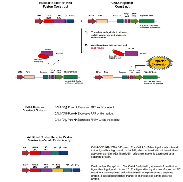 GAL4-DBD-AR-LBD-BSD – Figure 1 of 2