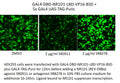 GAL4-DBD-NR1D1-LBD-VP16-BSD – Figure 1 of 1