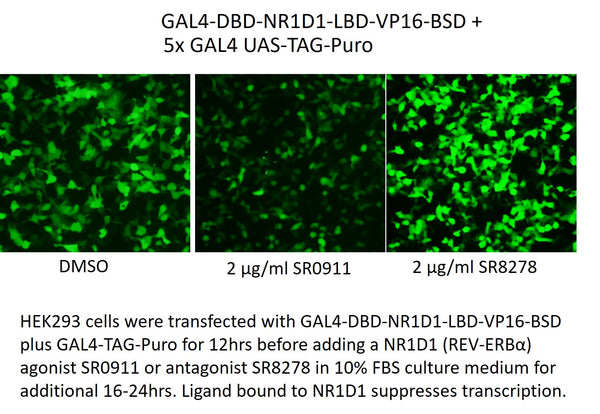 GAL4-DBD-NR1D1-LBD-VP16-BSD – Figure 1 of 1