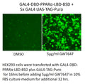 GAL4-DBD-PPARα-LBD-BSD – Figure 1 of 1