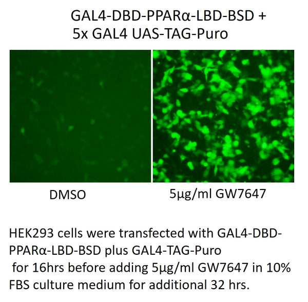 GAL4-DBD-PPARα-LBD-BSD – Figure 1 of 1