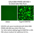 GAL4-DBD-PPARδ-LBD-BSD – Figure 1 of 1